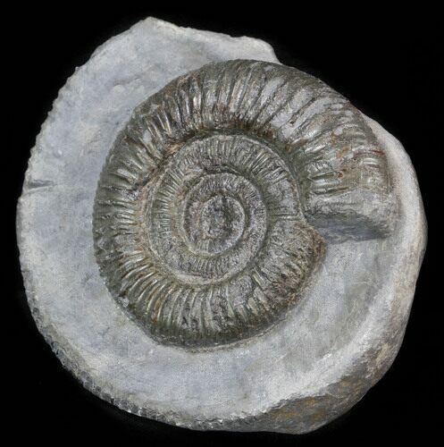 Dactylioceras Ammonite Stand Up - England #38786